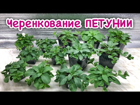 Видео: Черенкование ПЕТУНИИ