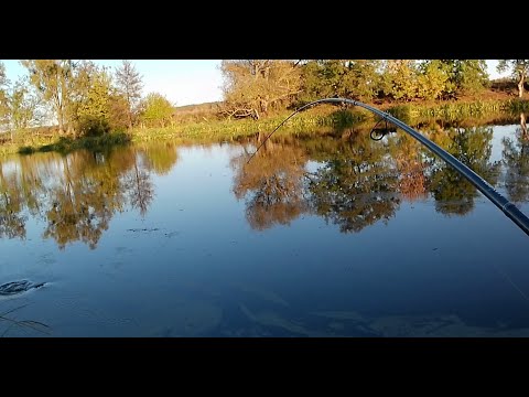 Видео: Поиск щуки и другого хищника на реке. Как всегда колебалка рулит.