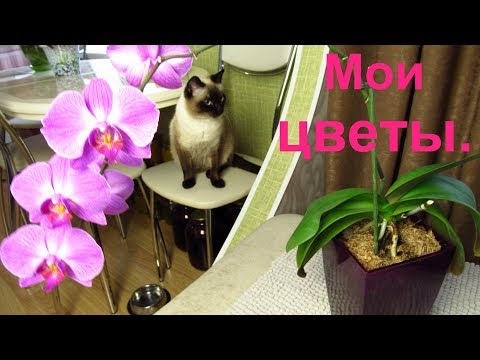 Видео: Мои комнатные цветы. Обзор моих цветов.
