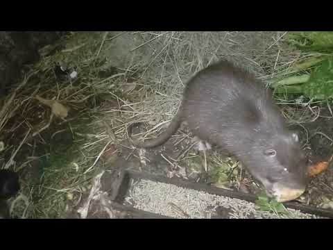 Видео: Після народження нутренят 1 самка почала постійно нападати на самку ,що народила (самки рідні сестри