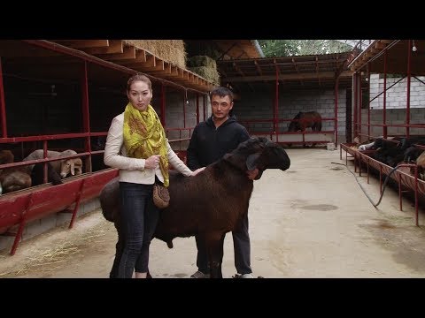 Видео: Выставка овец в Бишкеке. Торнадо весом в 175 кг / 06.09.19 / НТС