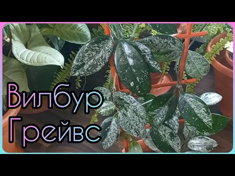 Видео: ХОЙЯ Вилбур Грейвс🌱Wilbur Graves🌸Упала ДВА раза🙈Тотальное омоложение🌱Размножение🌸Укоренение🌱Грунт🌸