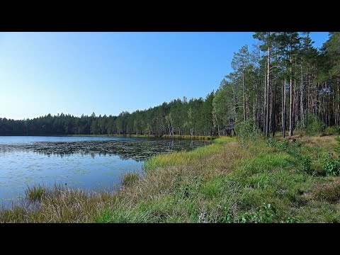 Видео: Лесное озеро