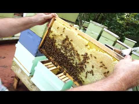 Видео: Пасека #98 Готова Семья к Зиме или Нет? Пчеловодство для начинающих