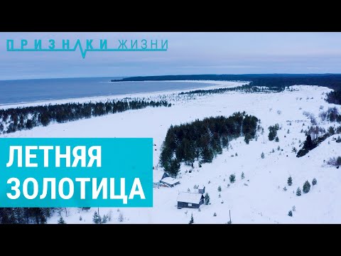 Видео: Жизнь в Летней Золотице | ПРИЗНАКИ ЖИЗНИ