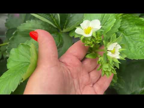 Видео: Готовим сорта нейтралов для дегустации 🍓🎉🥳🥰