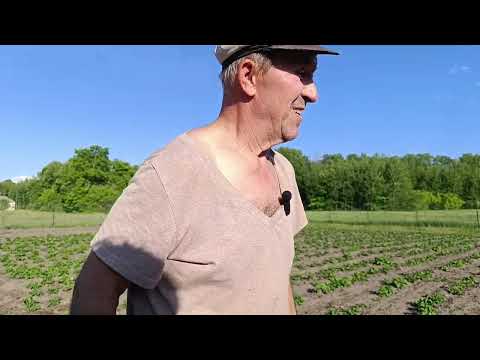 Видео: Затенили теплицу. Убрали сорняки с картофеля. Вернулись домой и были разочарованы от увиденного.