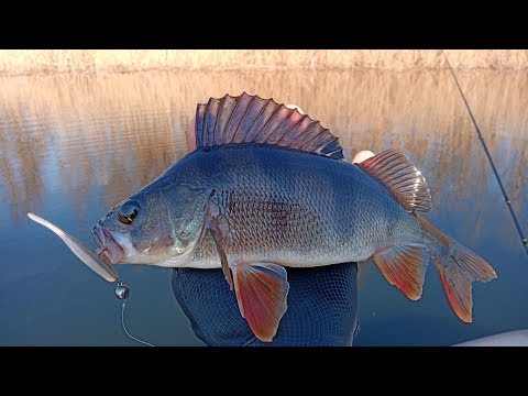 Видео: Ловля КРУПНОГО ОКУНЯ весной на ТОП резину 2016 года!!!