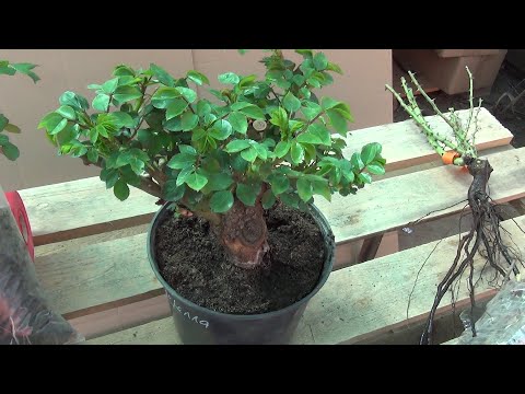 Видео: Передержка розы до посадки в открытый грунт.