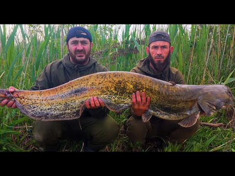 Видео: ЛОВЛЯ ТРОФЕЙНОГО СОМА С БЕРЕГА