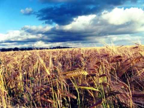 Видео: Ольга Павловська, Євгенія Крикун. Поле моє