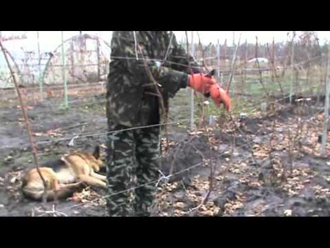 Видео: Обрезка и укрытие винограда третьего года посадки