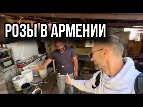 Видео: Выращивание роз в Армении(г.Гюмри)