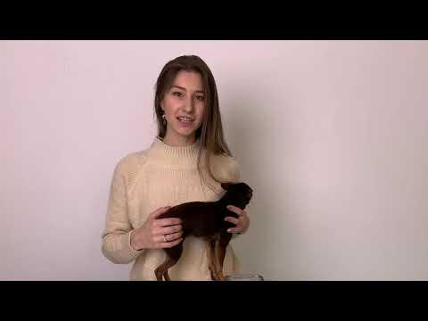 Видео: КАК ПОДСТРИЧЬ КОГТИ СОБАКЕ  | ТЕХНИКА ПРАВИЛЬНОЙ ПОДРЕЗКИ | БЫСТРО И ЛЕГКО!