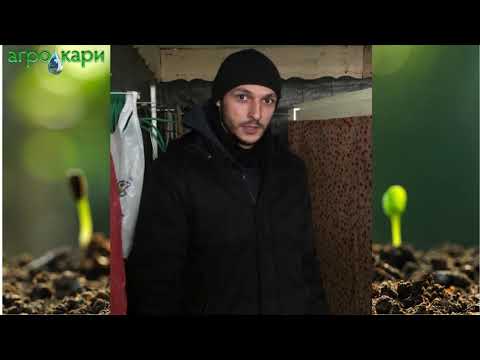 Видео: Разввитие на разсад домати на 6 ден от засяването на семената