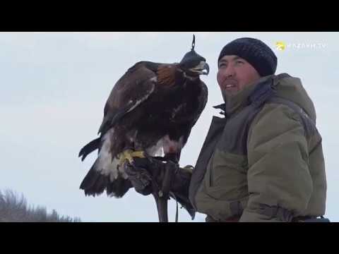 Видео: Аңшылық өнер. Түлкі аулау