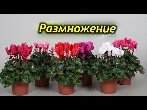 Видео: Как размножается цикламен. Основные способы размножения.