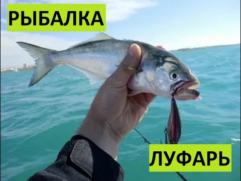 Видео: Рыбалка в Балаклаве с катера на луфаря