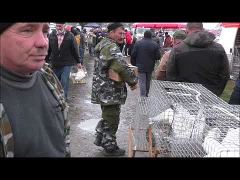 Видео: Сельские голуби. 28 11 2021г птичий базар часть 5 г Кропоткин.
