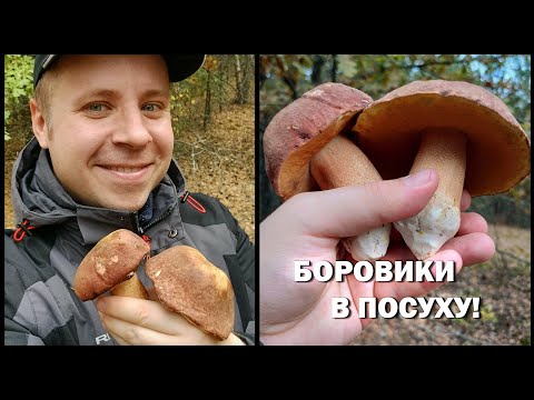 Видео: Несподівана знахідка білих грибів в посуху в лісі! Боровик!