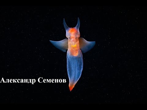 Видео: Тайны холодных морей — Александр Семёнов