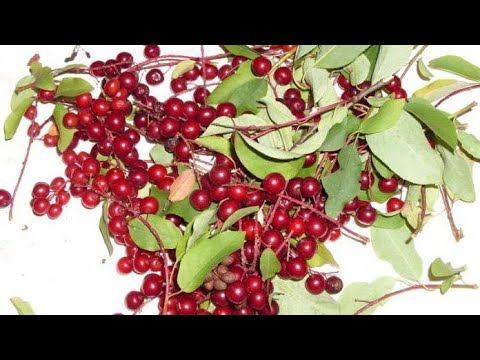 Видео: Красная черемуха- кладезь витаминов!