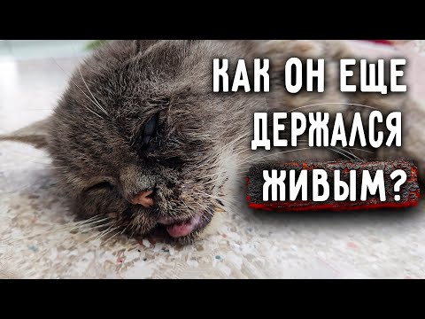 Видео: Чей то домашний, кастрированный кот, был обнаружен на улице в истощённом состоянии с переломами.
