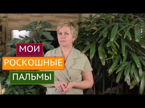 Видео: МОИ ДОМАШНИЕ ПАЛЬМЫ! ВСЕ О ВЫРАЩИВАНИИ И УХОДЕ!