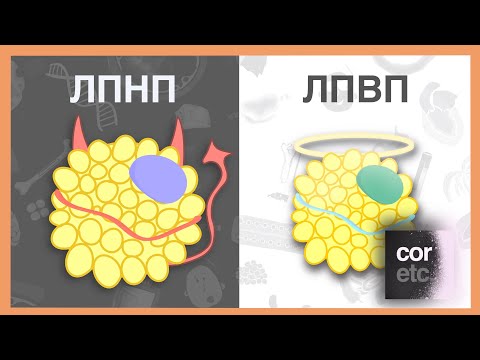 Видео: Плохой холестерин и хороший холестерин (ЛПНП, ЛПВП)