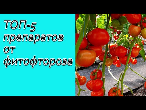 Видео: ТОП-5 эффективных препаратов от фитофтороза на томатах.