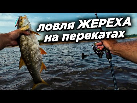 Видео: Ловля жереха на перекате. Жерех дуреет от этих приманок. Рыбалка на перекатах реки Вятка.