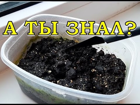 Видео: ПЛЕСЕНЬ на грунте с рассадой: почему, что делать, меры профилактики