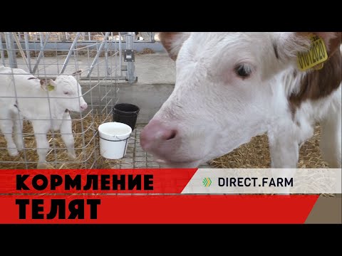 Видео: Кормление телят