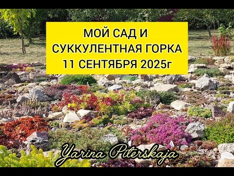 Видео: Мой сад и суккулентная горка 11 сентября 2025г