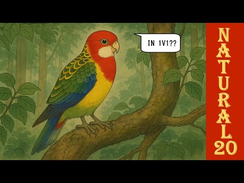 Видео: Размах крыльев Азии - Розелла?