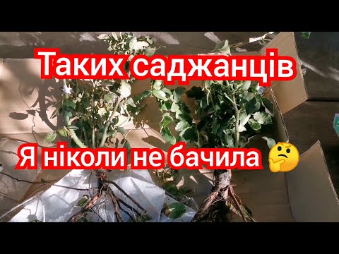 Видео: Посилка від РозоВед(Надія Панасюк) 