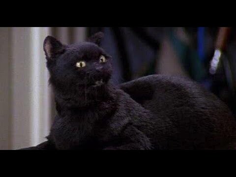 Видео: Кот Сэйлем  - лучшие моменты 3 сезона.  Сабрина - маленькая ведьма