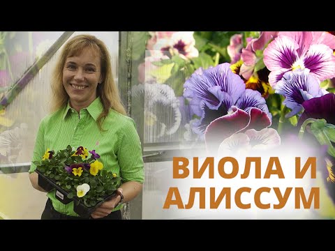 Видео: Цветы анютины глазки, цветы алиссум, ампельные цветы, виола рассада