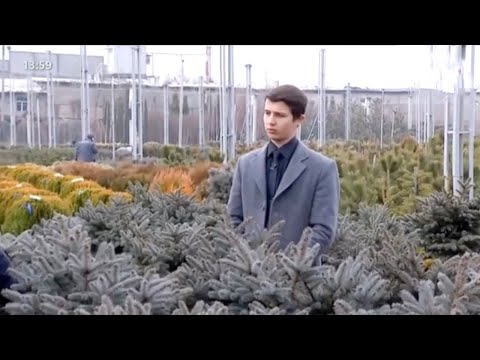 Видео: Ҳориждан олиб келинган дарахтларни кўпайтираётган боғбон сирлари | Mening bog'im