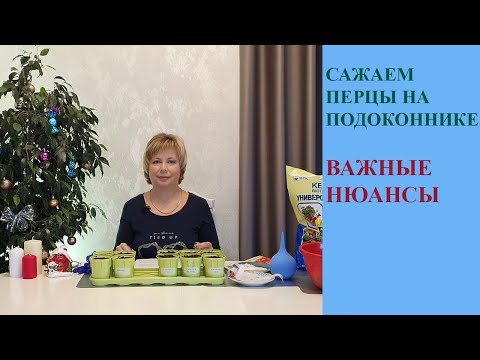 Видео: Сажаем перцы на подоконнике  Важные нюансы