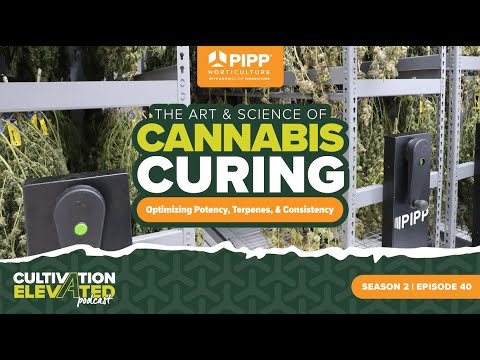 Видео: Искусство и наука лечения каннабиса: оптимизация силы действия, терпенов и стабильности