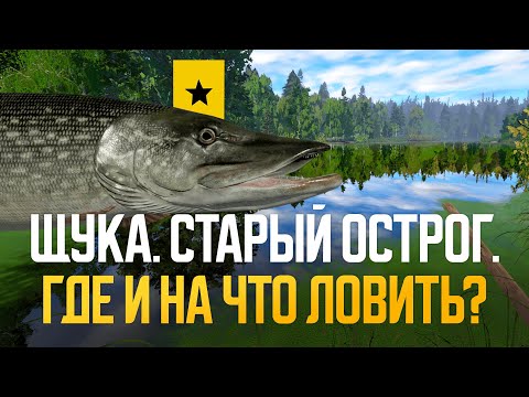 Видео: Три точки на Щуку. Старый Острог. Фарм и возможный трофей ● Русская рыбалка 4 ● Перчик РР4
