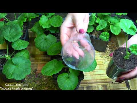 Видео: ВАМ ТОЧНО ПОНРАВИТСЯ ЭТОТ СПОСОБ ВЫРАЩИВАНИЯ РАССАДЫ ПЕЛАРГОНИИ!!!