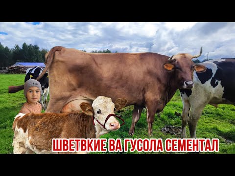 Видео: Моли бугуз гуночин Сементал Собирчон Спитомен 13 ноября 2025 г.