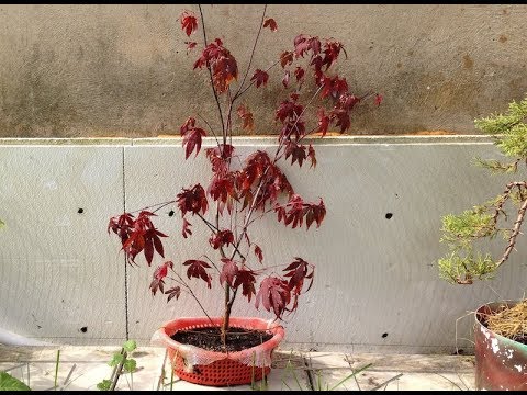 Видео: Снимаем отводку с клена. Лиственница.