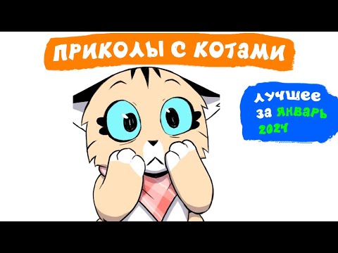 Видео: Приколы с котами. ЛУЧШЕЕ ЗА ЯНВАРЬ 2024 | Мемозг