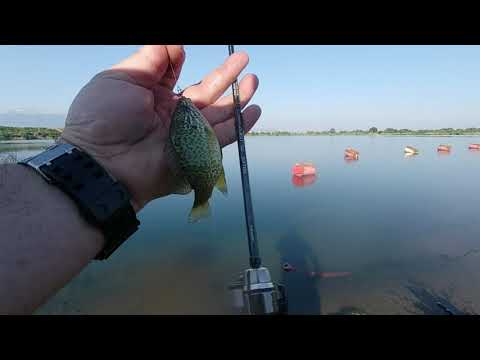 Видео: В търсене на дребен костурец и едри слънчевки на наноджиг.