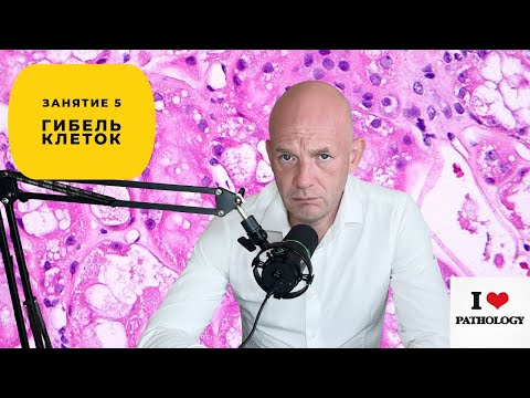 Видео: Гибель клеток (некроз, апоптоз) - краткий обзор занятия №5