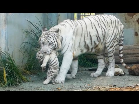 Видео: Мама рассердилась, и реакция близнецов была такой милой ❤️