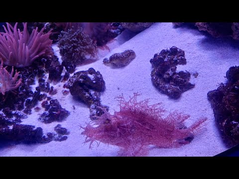 Видео: Зоопарк и океанариум #Новосибирска.#Что_посмотреть_в_Новосибирске
